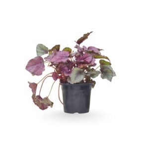 Rex Begonia PotSpitfire