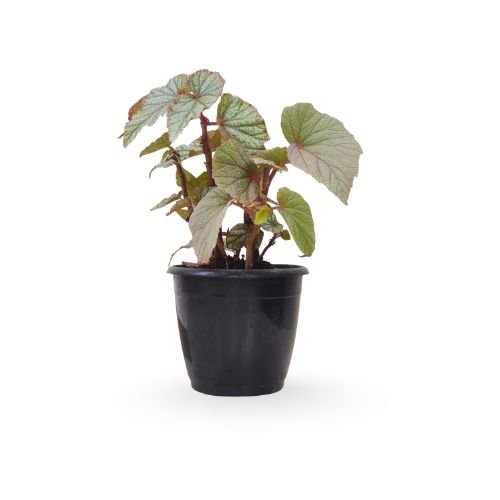 Rex Begonia Sinbad