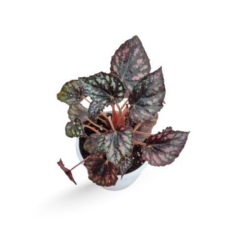Rex Begonia