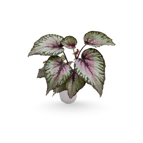 Rex begonia Ballet
