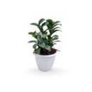 Zamioculcas Zamiifolia 'Zenzi' or Dwarf ZZ Plant