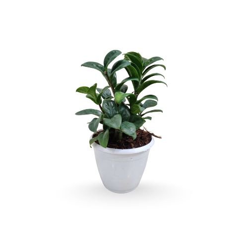 Zamioculcas Zamiifolia 'Zenzi' or Dwarf ZZ Plant