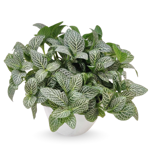 fittonia-green