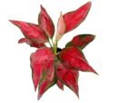 Aglaonema ‘Red Elephant’