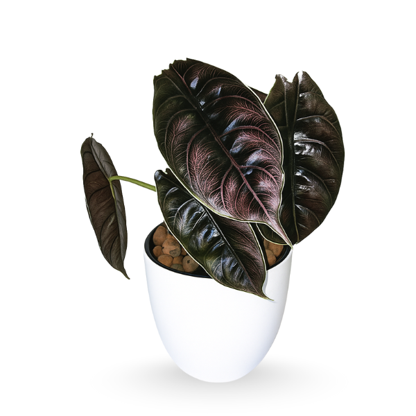 Alocasia-Azlanii