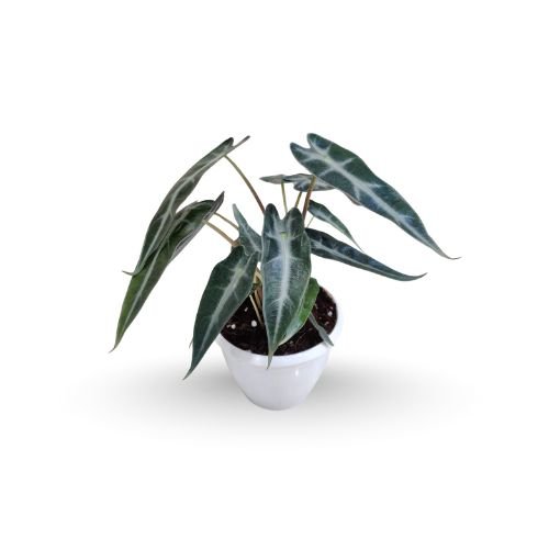 Alocasia Bambino