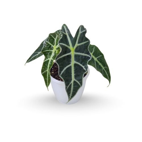 Alocasia Polly