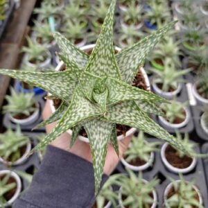 Aloe ‘Mini White’ – Compact White-Striped Succulent Plant