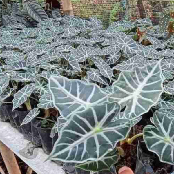 Alocasia ‘Parasol’ – Rare Tropical Indoor Plant - Image 2