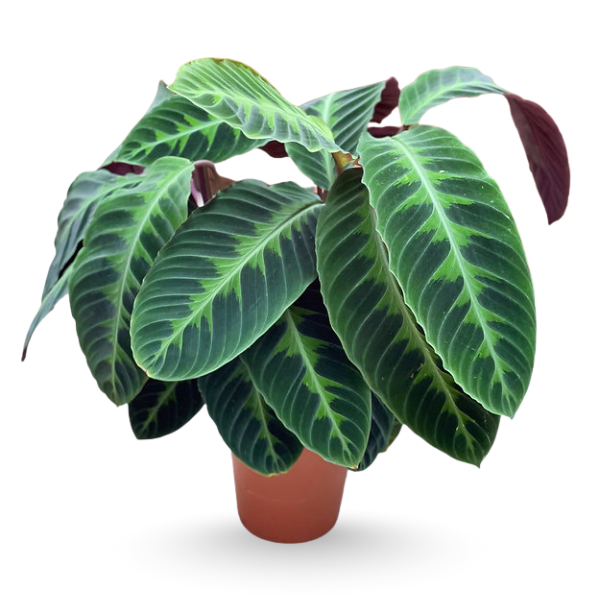 Calathea warscewiczii