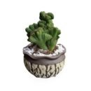 Cereus peruvianus monstrose with designer planter
