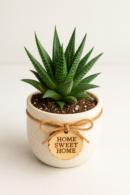 Zebra Haworthia  (Haworthiopsis attenuata) with designer planter