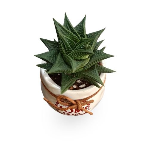 Haworthia 'Fairy Washboard' | Rare Textured Indoor Succulent - Image 2