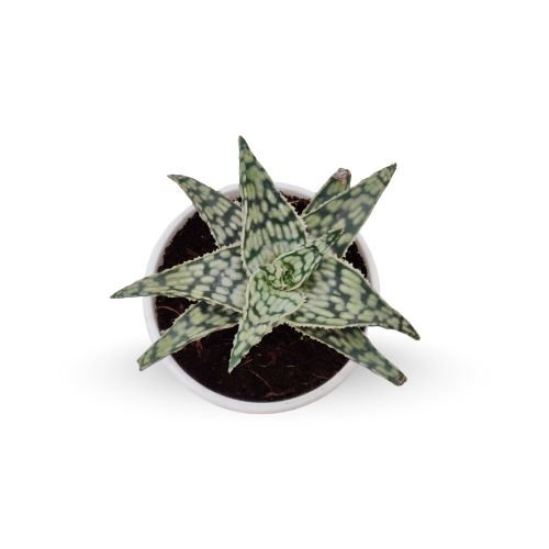 Haworthia Aloe Snowstorm (potted)