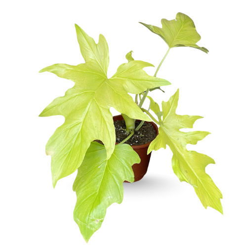 Philodendron ‘Selloum Gold’