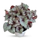 Rex Begonia ''Fire Women"