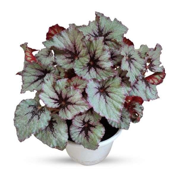 Rex Begonia ''Fire Women"