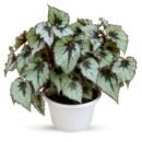 Rex Begonia 'Flirty Girl'