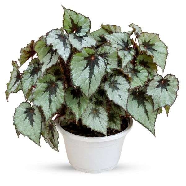 Rex Begonia 'Flirty Girl'