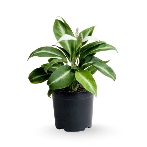 Spathiphyllum ‘Silver Streak’ – Variegated Peace Lily