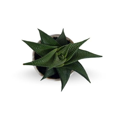 Tiger Cactus Haworthia Limifolia