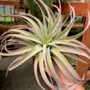 Tillandsia-capitata