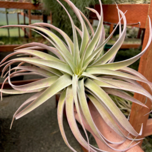 Tillandsia-capitata