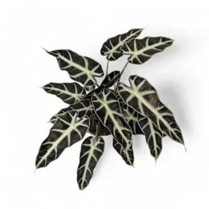 Alocasia 'Bambino'