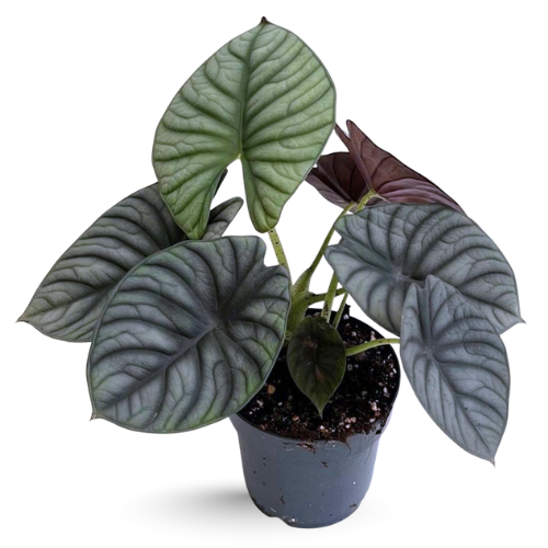 alocasia-nebula