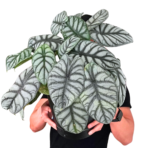Alocasia ‘Silver Dragon’ – Rare Alocasia