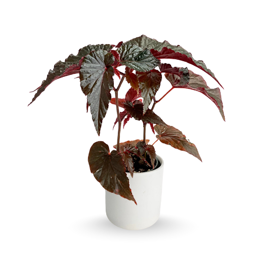 Rex-Begonia-Candy-Strips