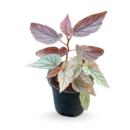 begonia-maurice-amey
