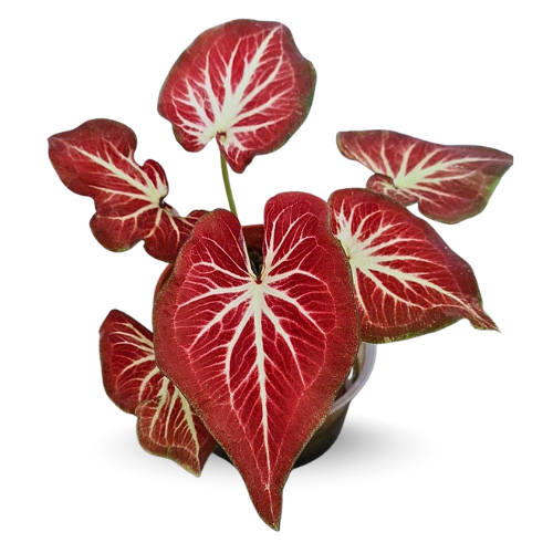 Caladium Rich of Thai