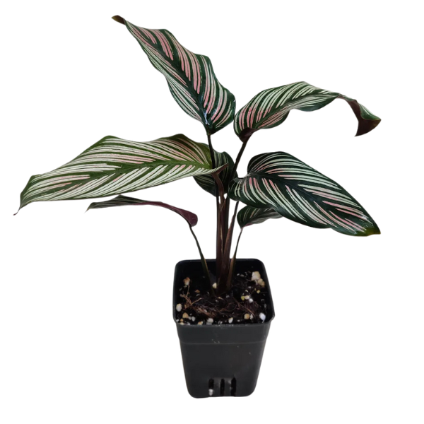 Calathea majestica ‘White Star’ – Elegant Tropical Foliage Plant - Image 2
