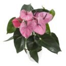Anthurium Cavalli