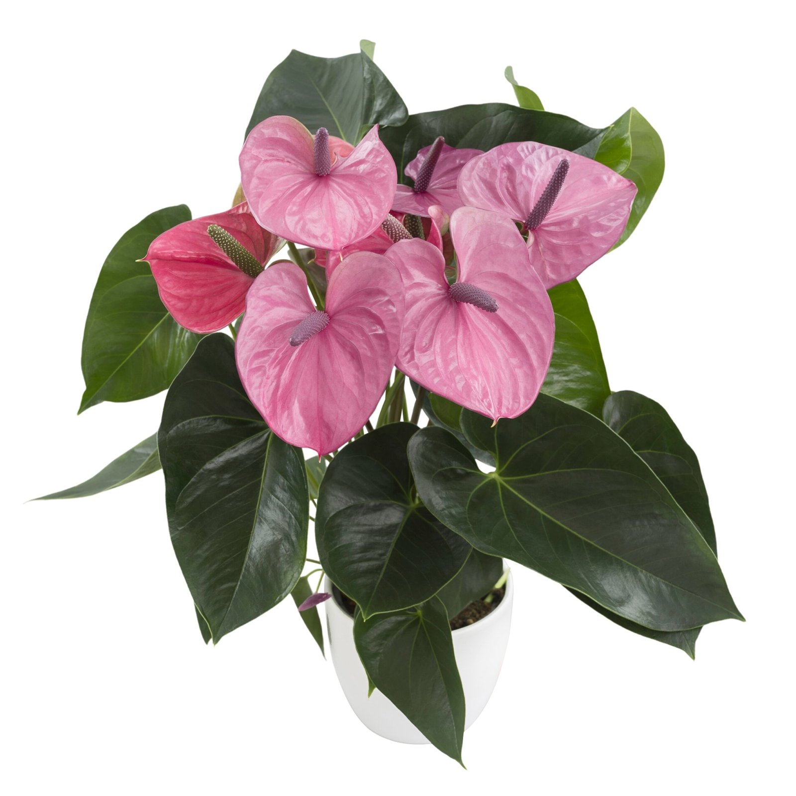 Anthurium Cavalli