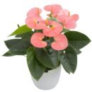 Anthurium Spirit®