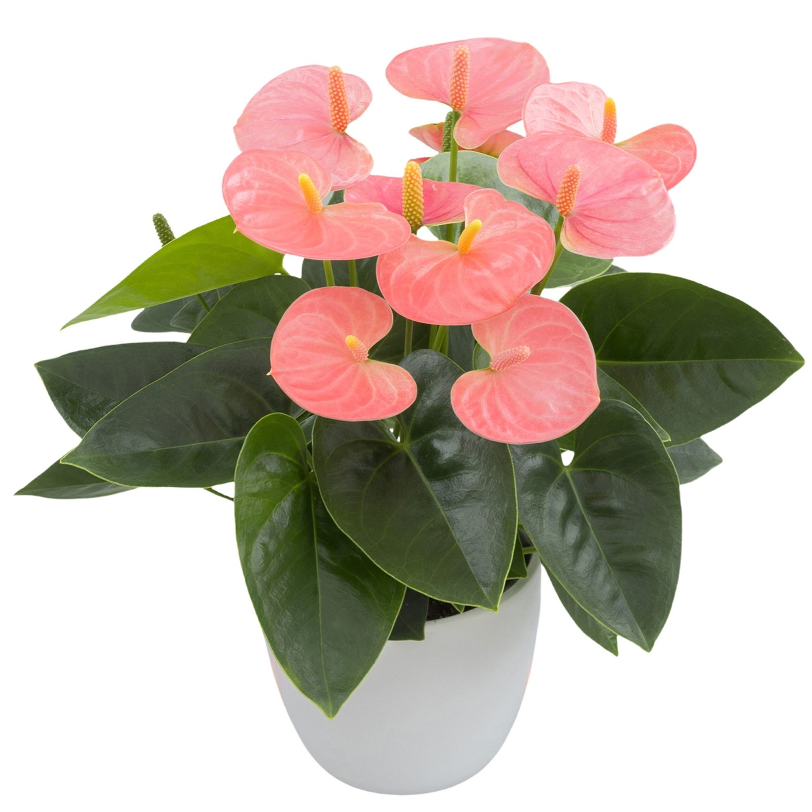 Anthurium Spirit®