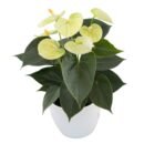 Anthurium Vanilla® – Unique White Indoor Flowering Plant