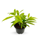 Milky Bamboo