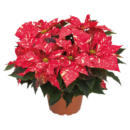 Poinsettia Red Glitter (Large Size)| Christmas Flowering Plant