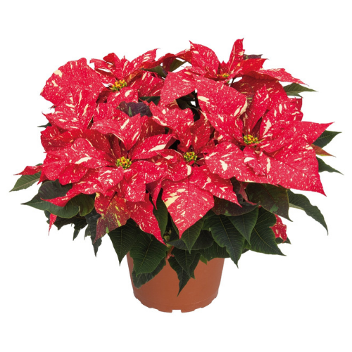 Poinsettia Red Glitter (Large Size)| Christmas Flowering Plant