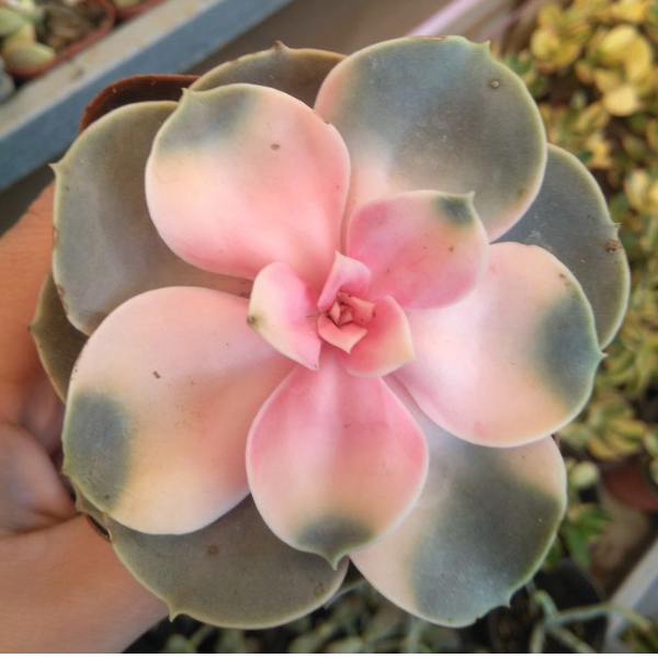 Echeveria ‘Rainbow’ Variegated – Rare Colorful Succulent - Image 2