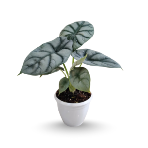 Alocasia silver