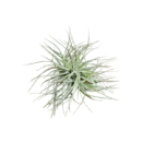 tillandsia secunda