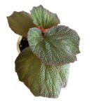 Begonia Acetosa