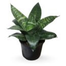 sansevieria green dwarf