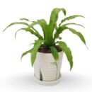 Bird’s Nest Fern (Asplenium nidus) – Tropical Indoor Fern with Ceramic Pot | Gift Plant