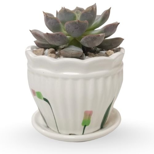Laxmi Kamal & Fern Combo Set With Ceramic Planter – Lucky Succulent and Lush Green Fern | Gift Plant Set - Image 3