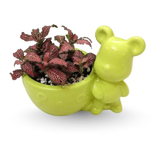 Pink Fittonia